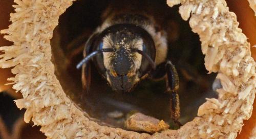 Réf. 187 930 : Megachile albisecta